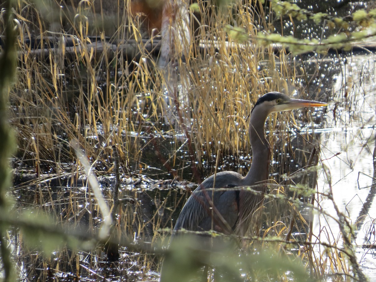 Great Blue Heron - ML316297371