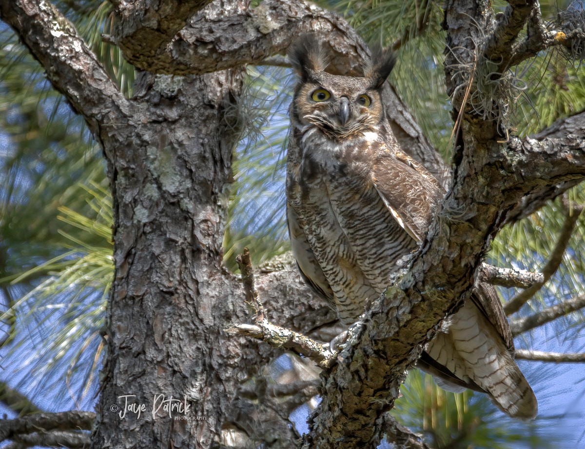 Great Horned Owl - ML316297521