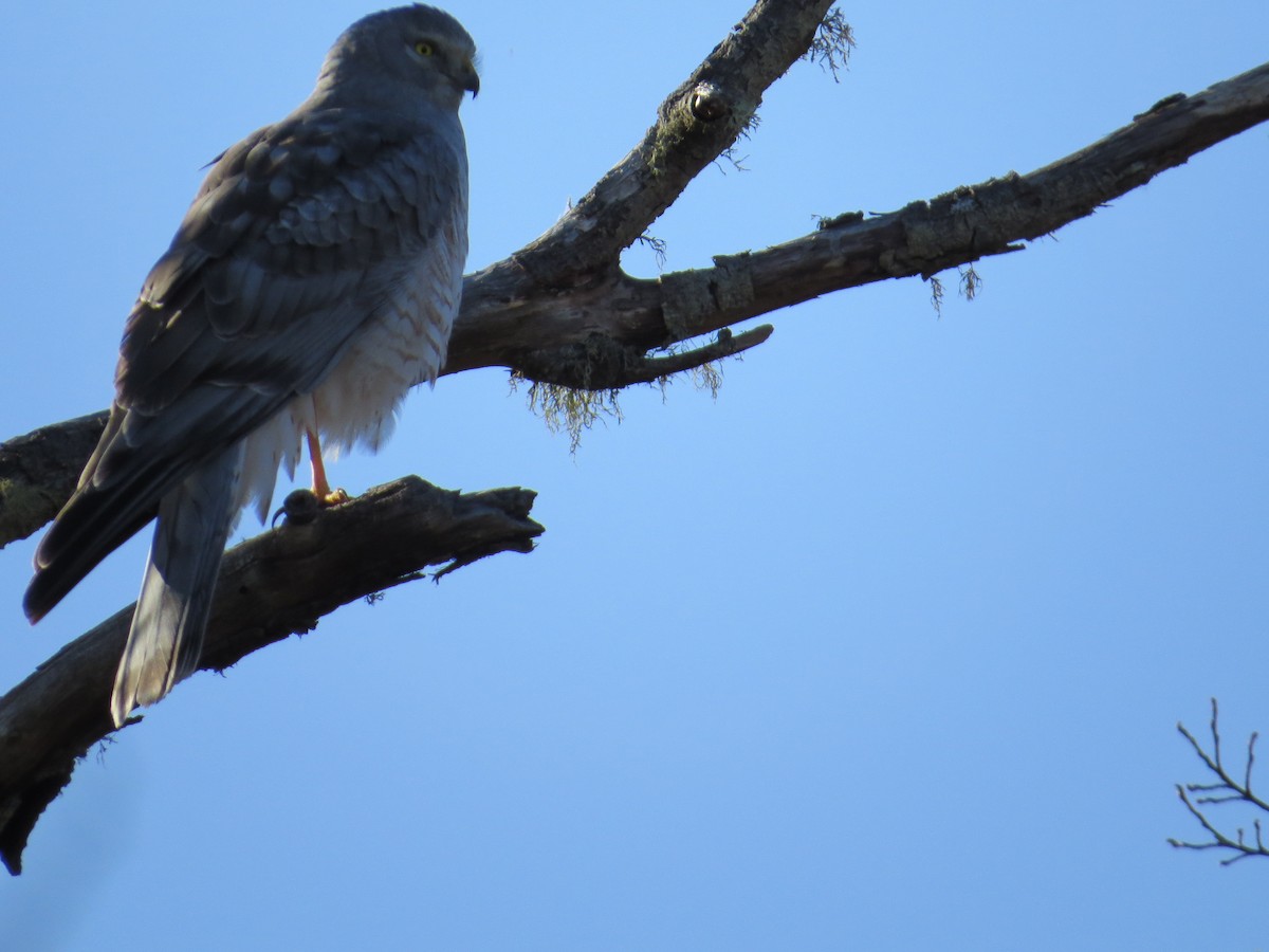 Northern Harrier - ML316297701