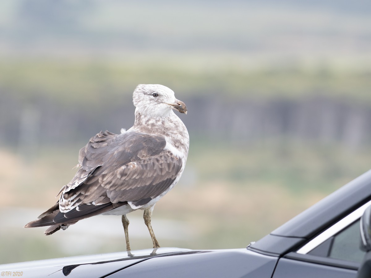 Kelp Gull - ML316297901