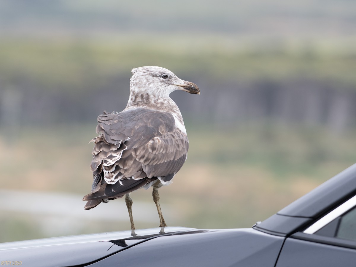 Kelp Gull - ML316297961