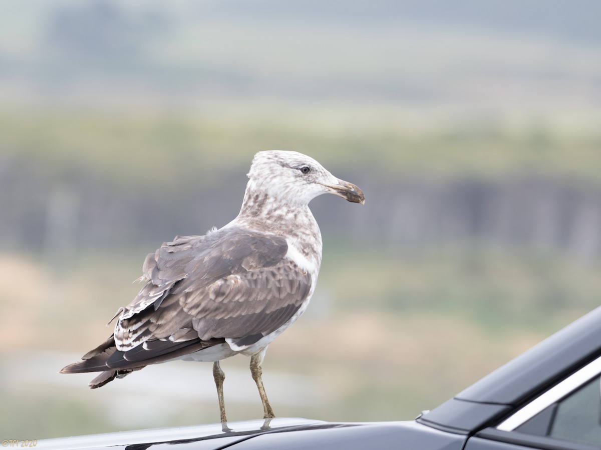 Kelp Gull - ML316297971