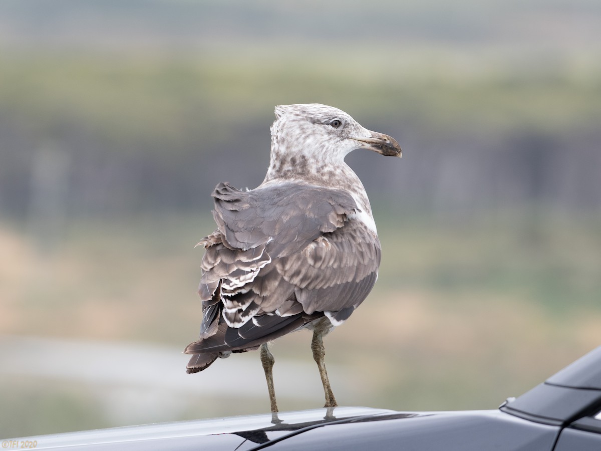 Kelp Gull - ML316298041