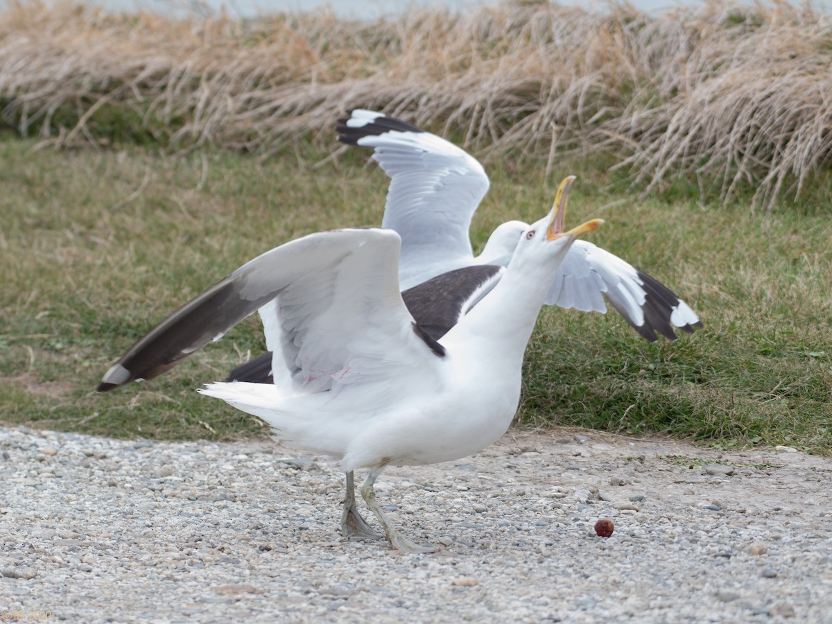 Kelp Gull - T I