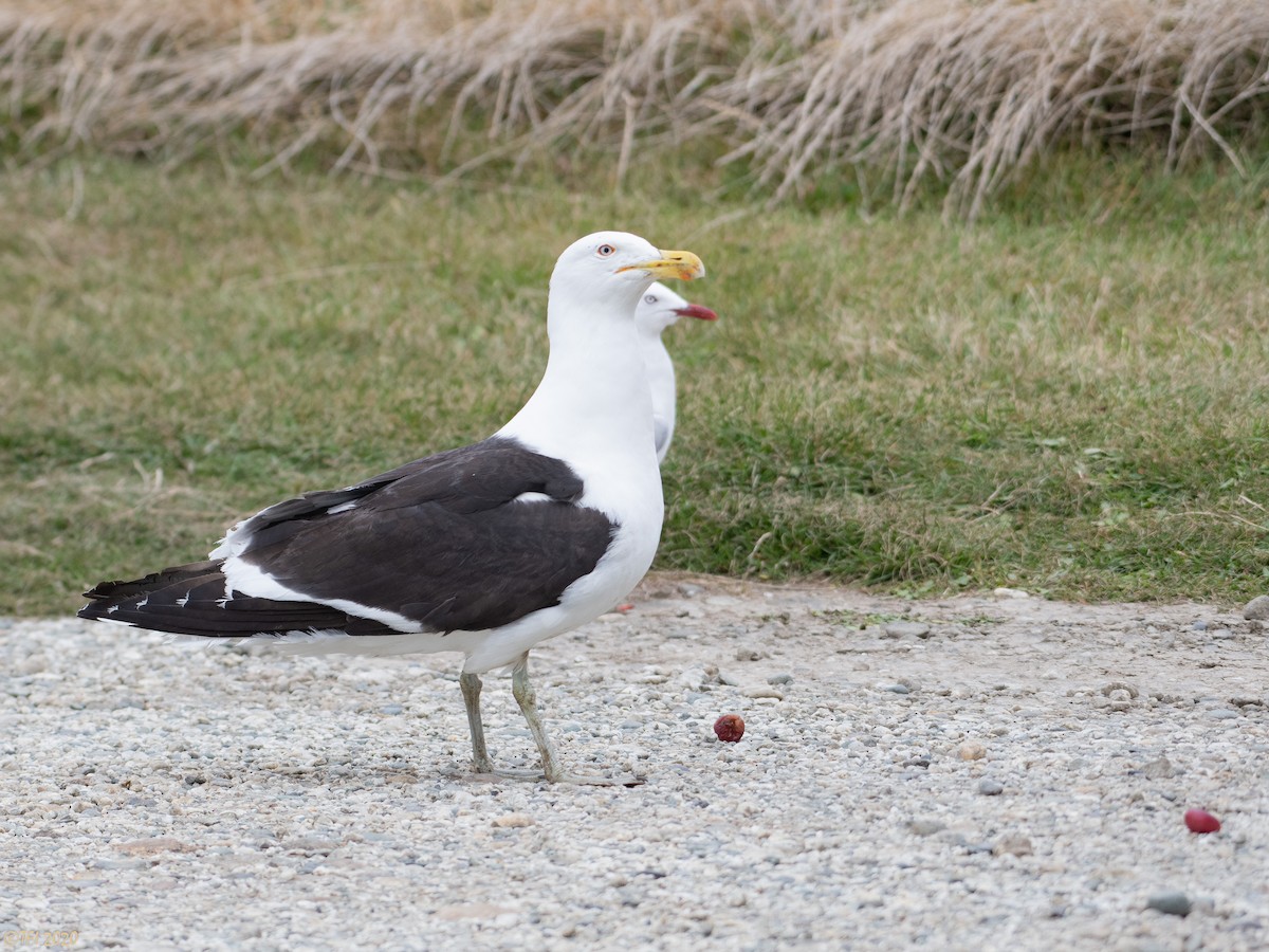 Kelp Gull - ML316298111