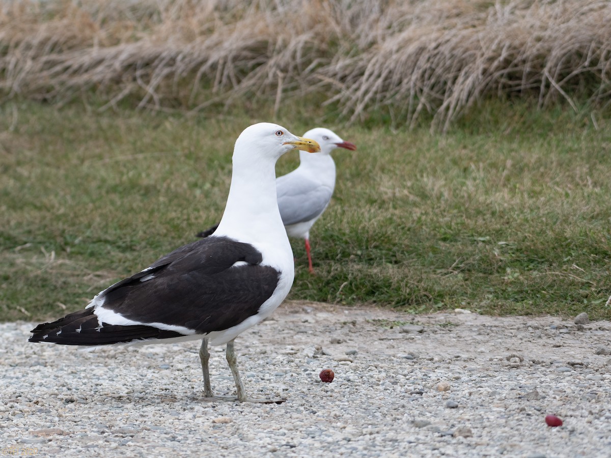 Kelp Gull - ML316298121