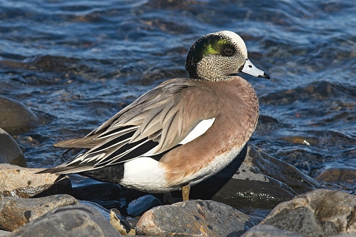 葡萄胸鴨 - ML316299001