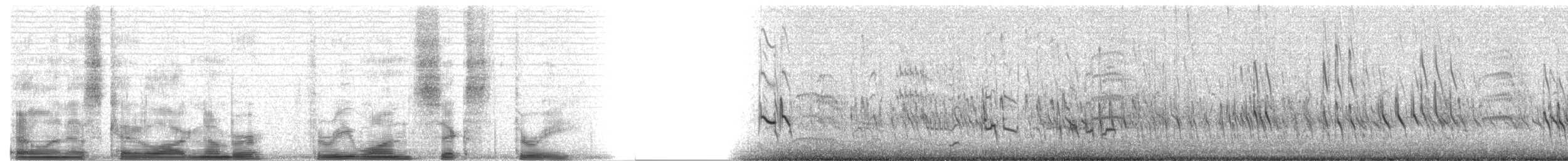 Bécassin roux - ML3163