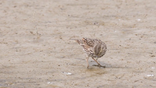 サバンナシトド（guttatus グループ） - ML316301101