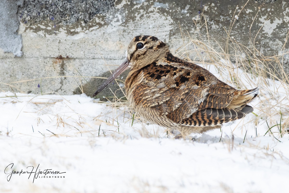 Eurasian Woodcock - ML316301851