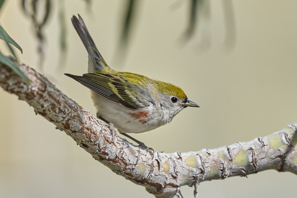 Chestnut-sided Warbler - ML316302001