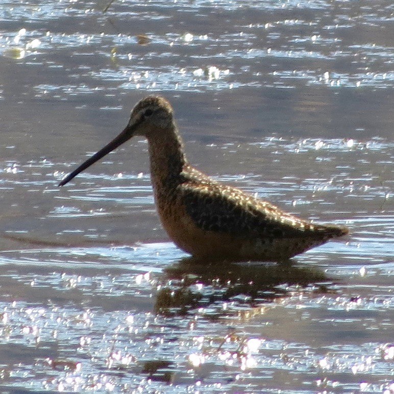 Short-billed/Long-billed Dowitcher - ML31630231