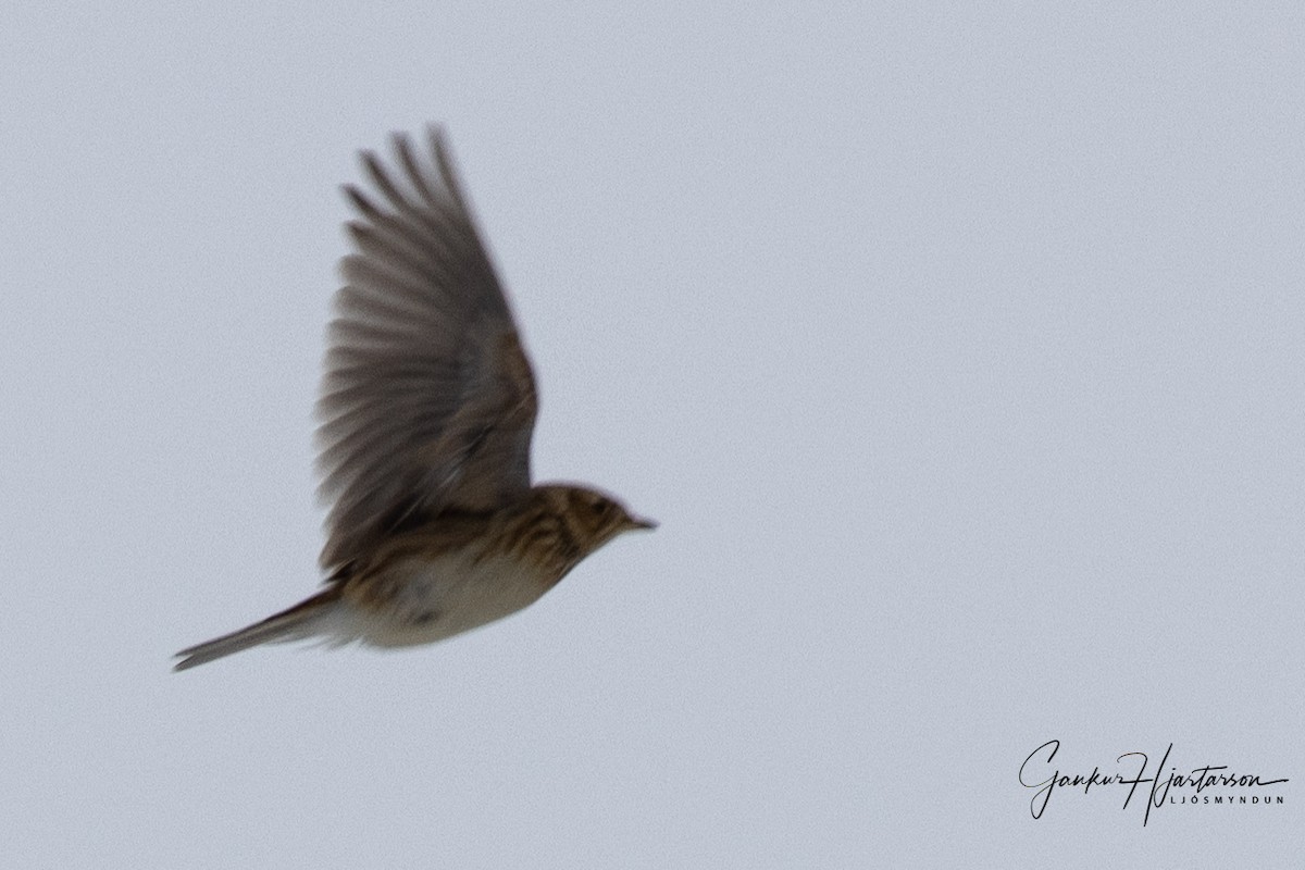 Eurasian Skylark - ML316302541