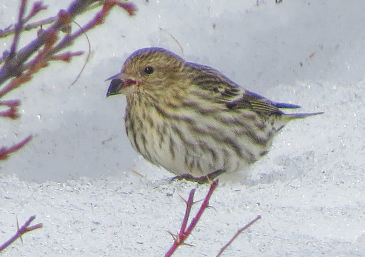 Pine Siskin - ML316306551