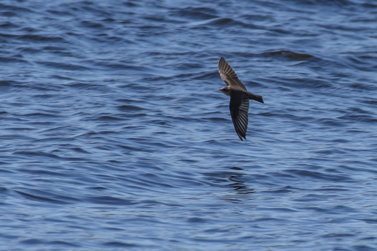 Golondrina Aserrada - ML316306571