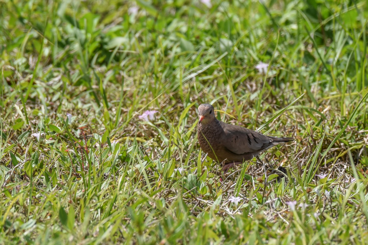 Colombe à queue noire - ML316307691