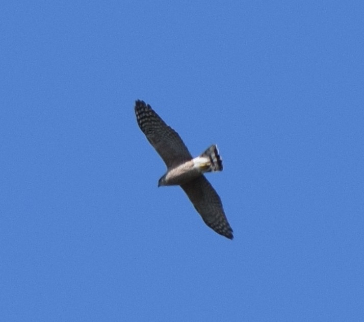 Cooper's Hawk - ML316308301
