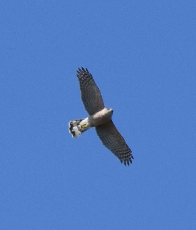 Cooper's Hawk - ML316308311