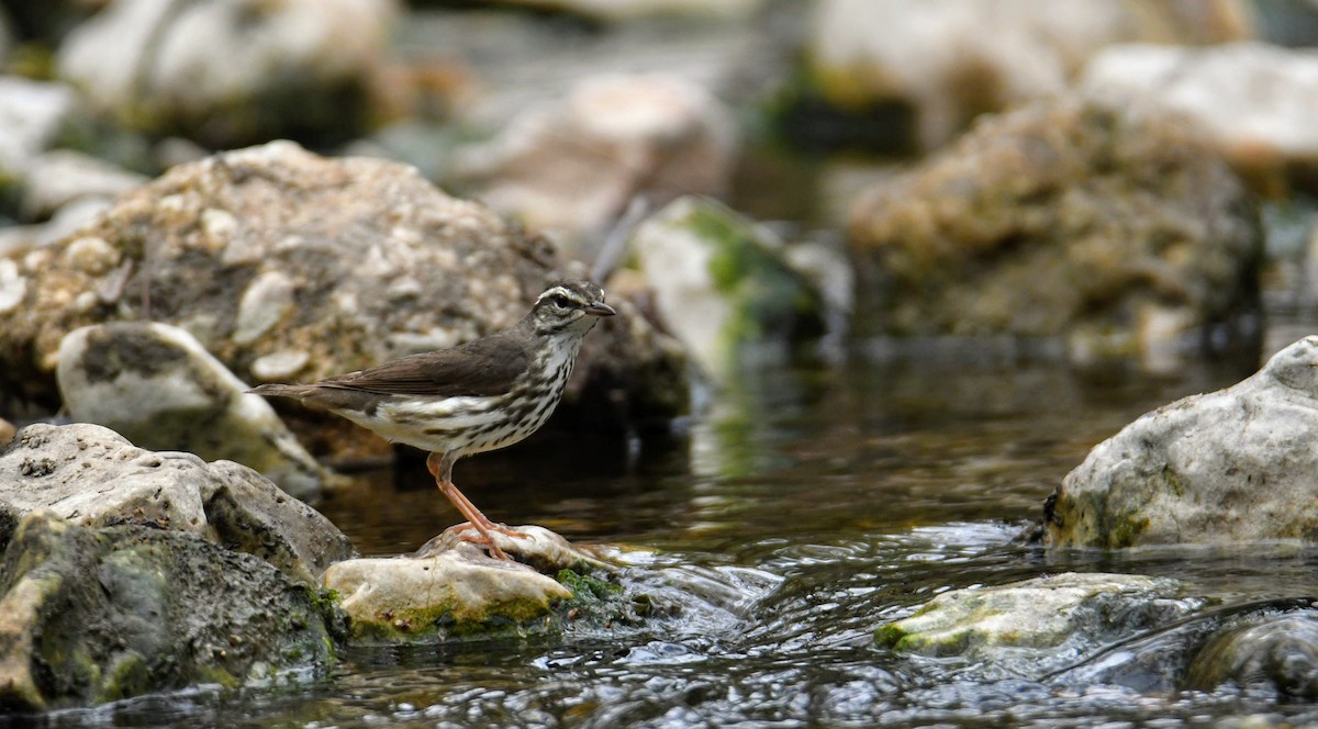 Louisiana Waterthrush - Ezekiel Dobson
