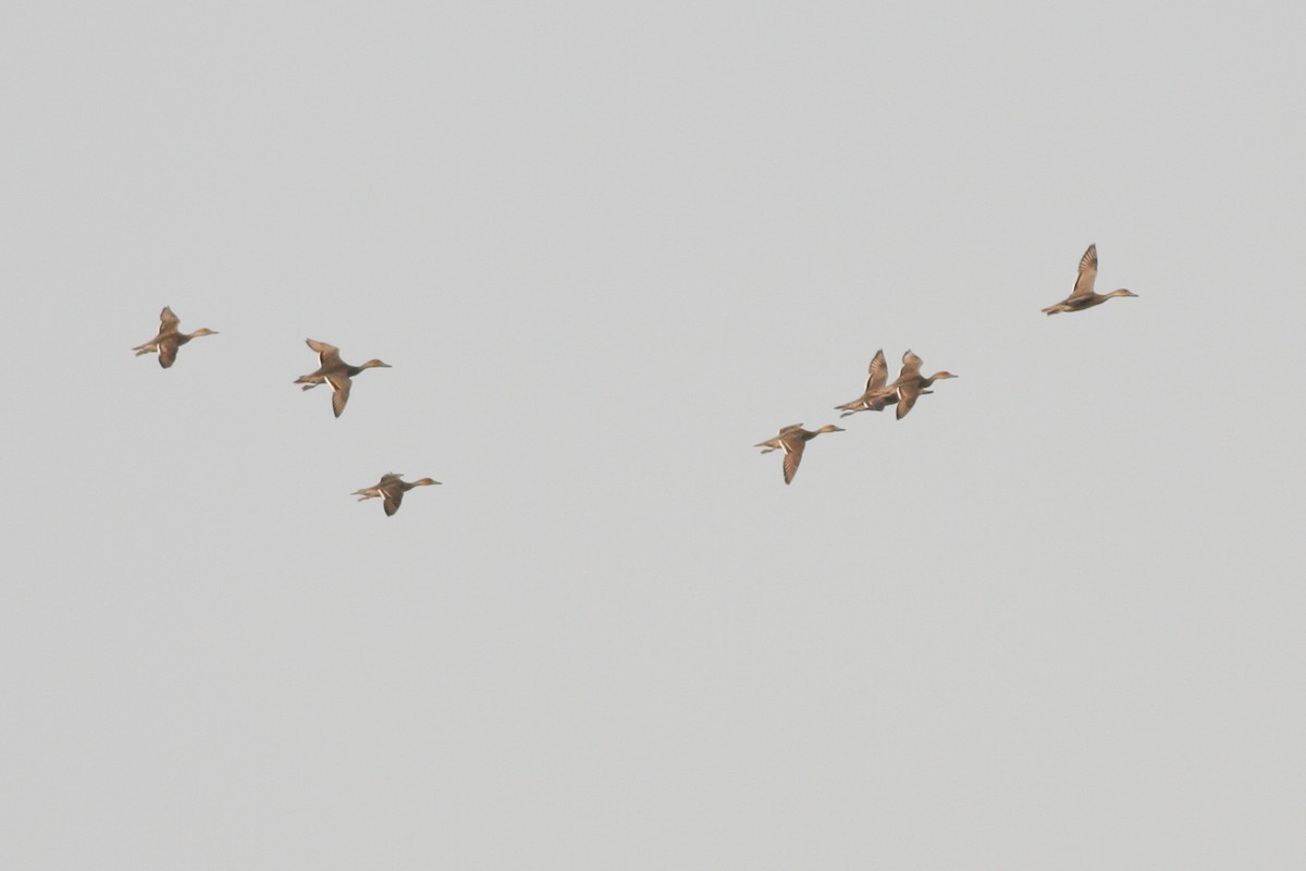 Northern Pintail - ML316309281