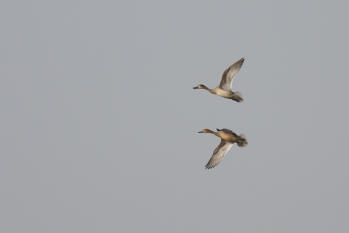 Northern Pintail - Rei Segali