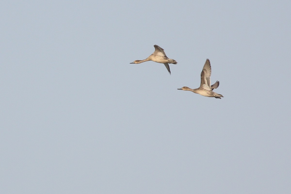 Northern Pintail - ML316309331