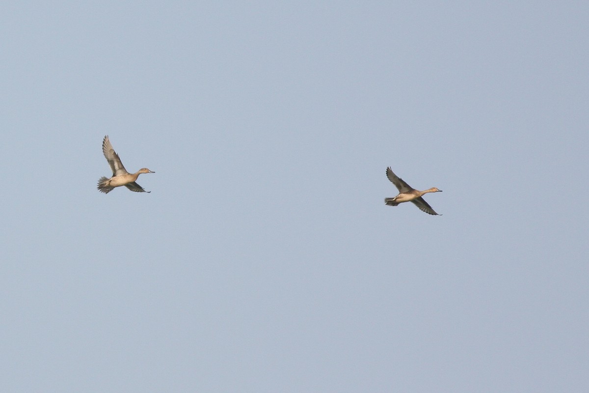 Northern Pintail - ML316309341