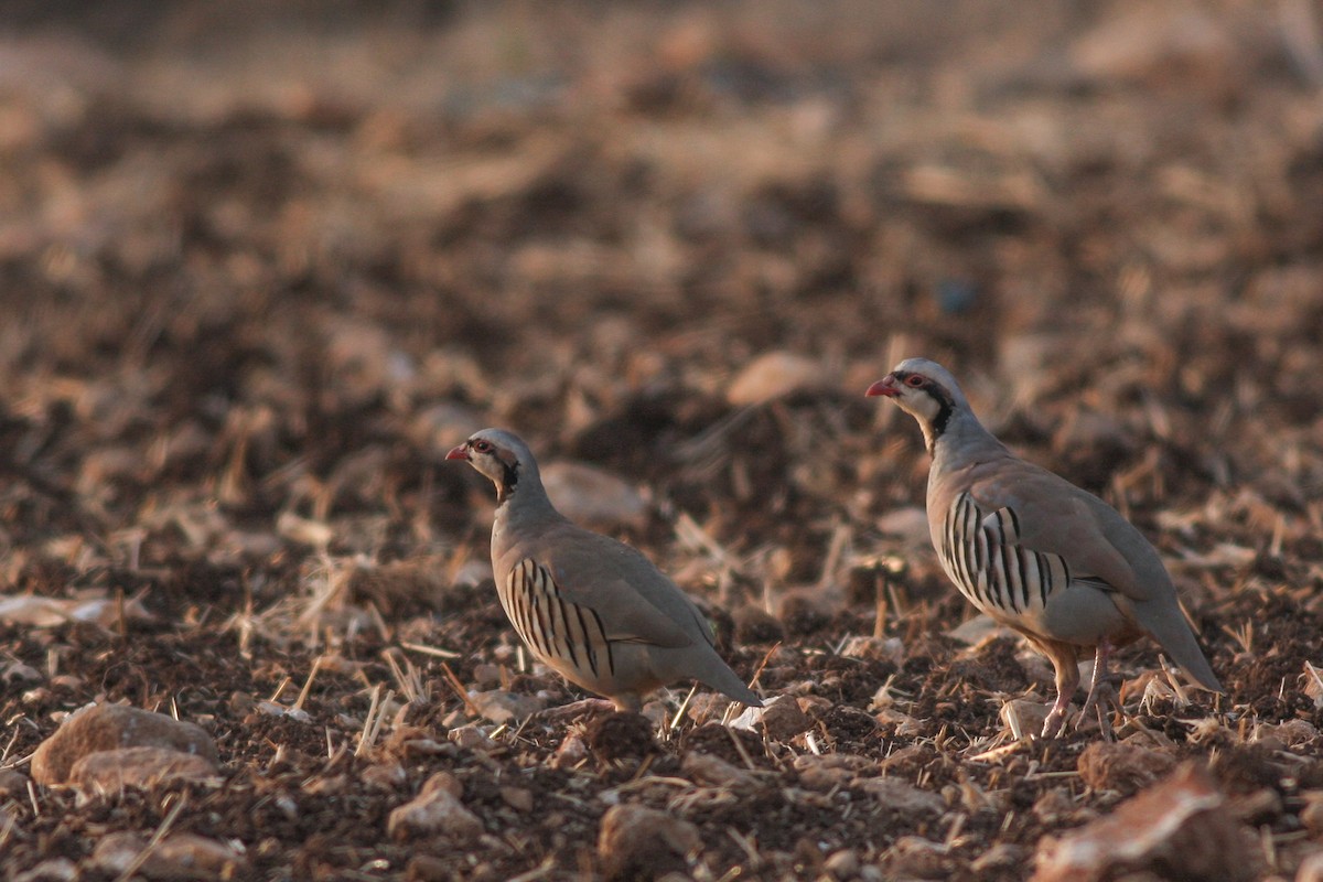 Chukar - ML316309511