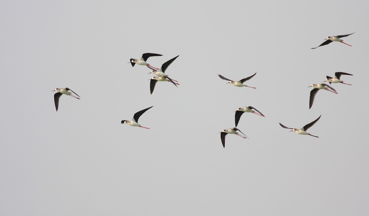 Black-winged Stilt - Rei Segali