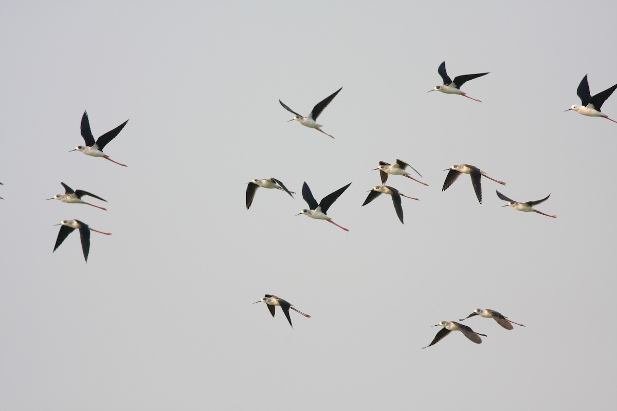 Black-winged Stilt - ML316309651