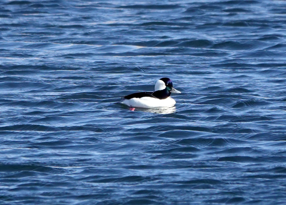 Bufflehead - ML316309801