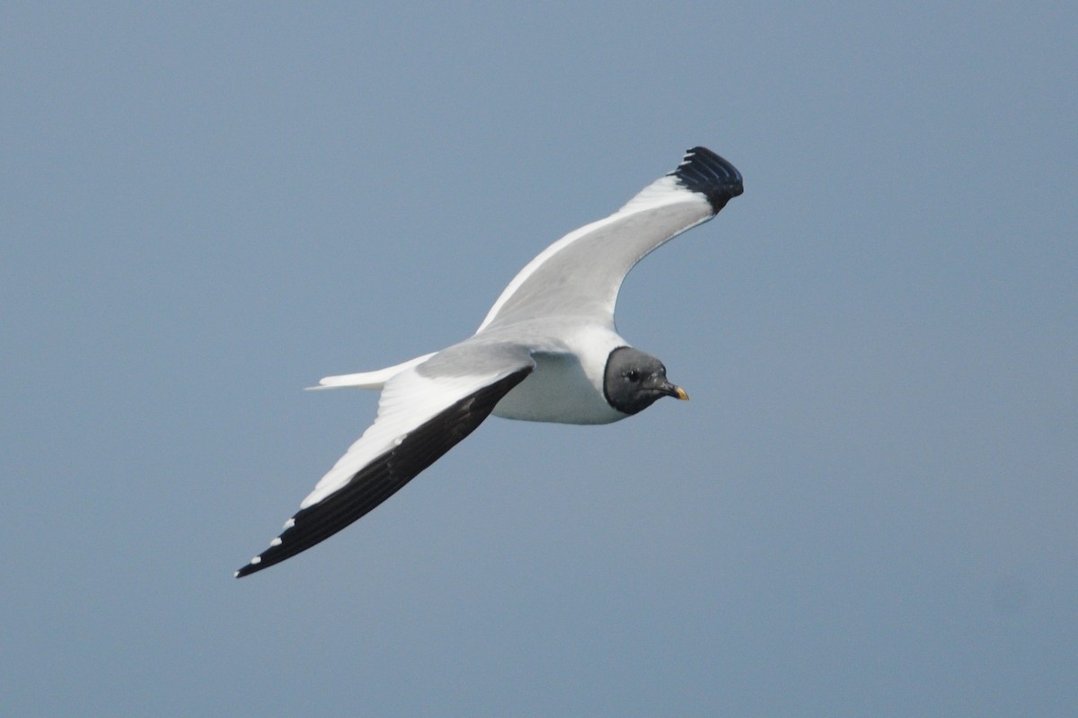 Gaviota de Sabine - ML31631041