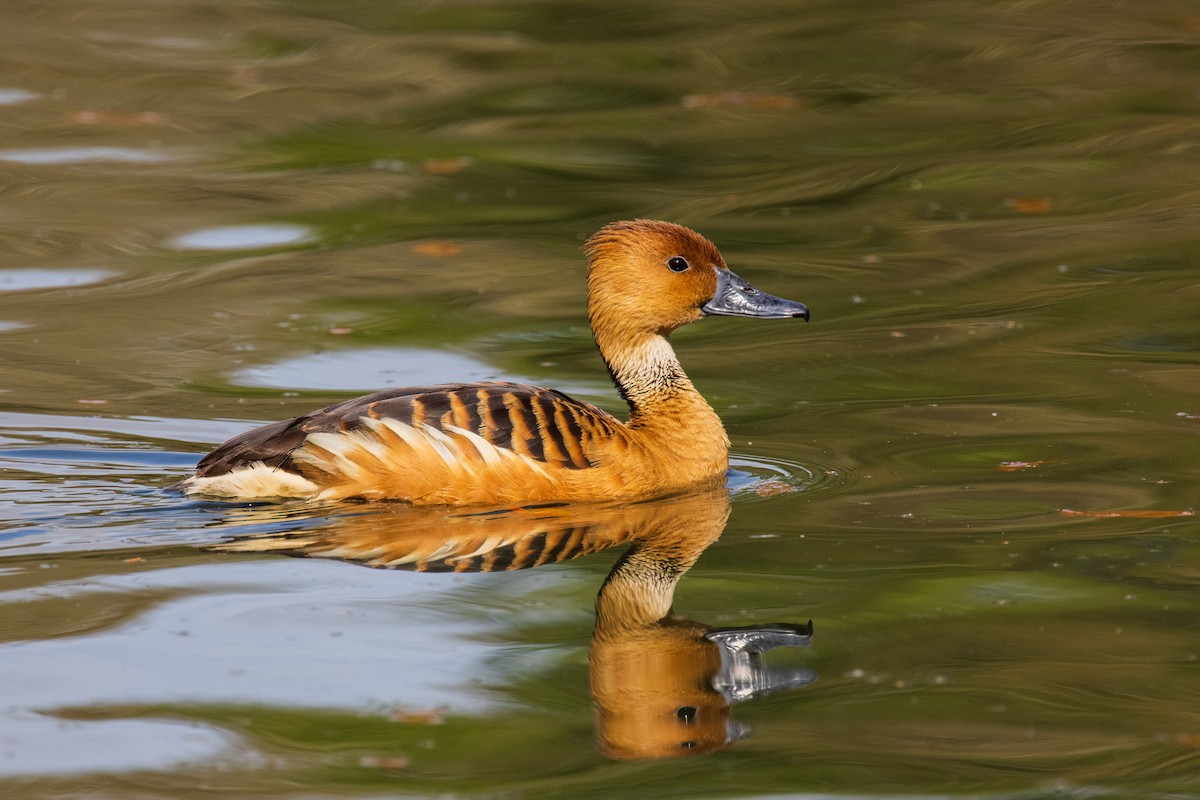 Fulvous Whistling-Duck - john ficken