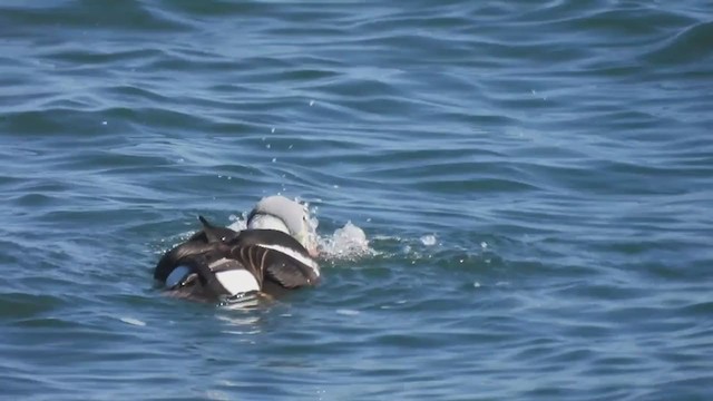 King Eider - ML316312941