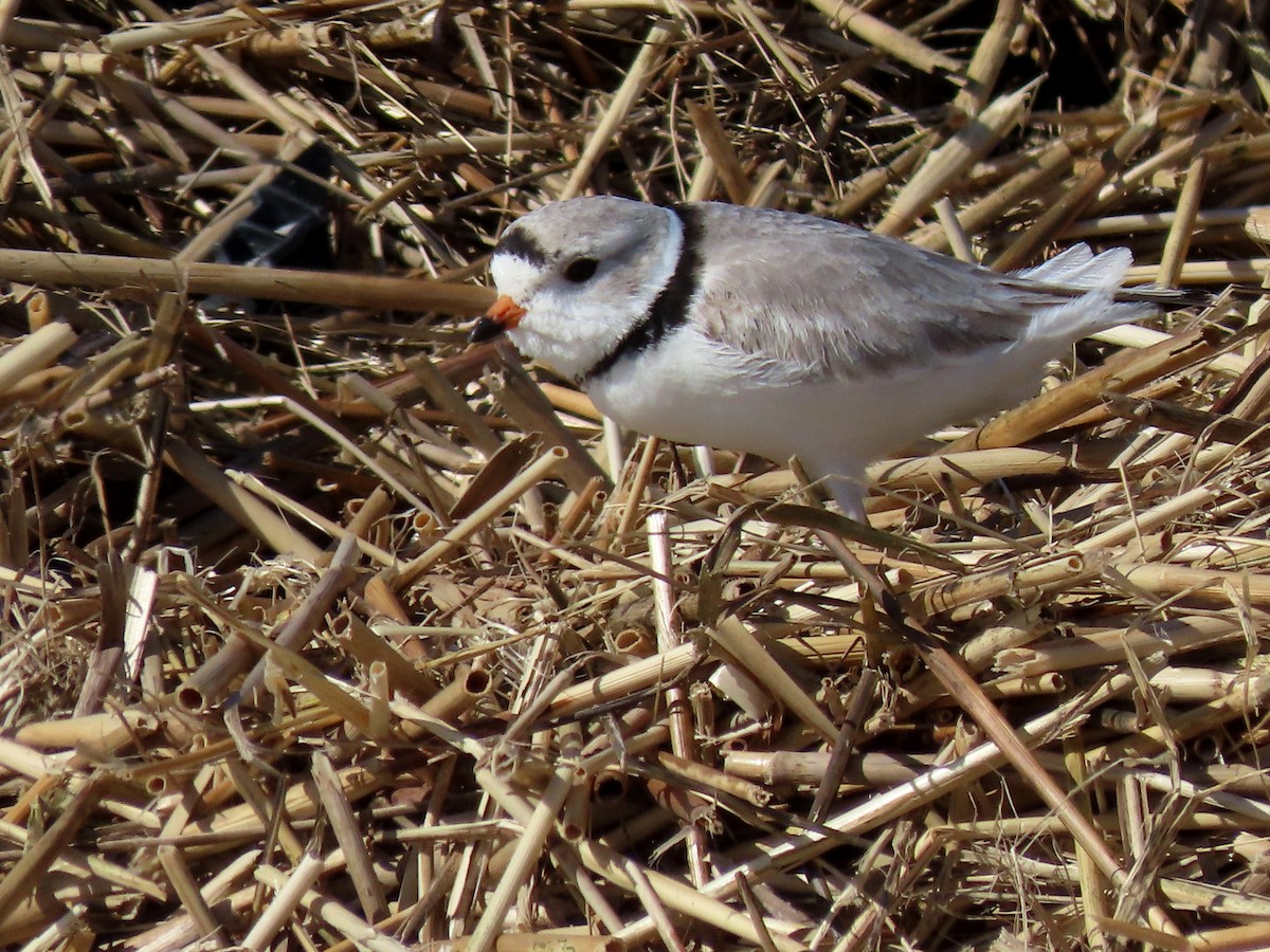 Piping Plover - ML316314131