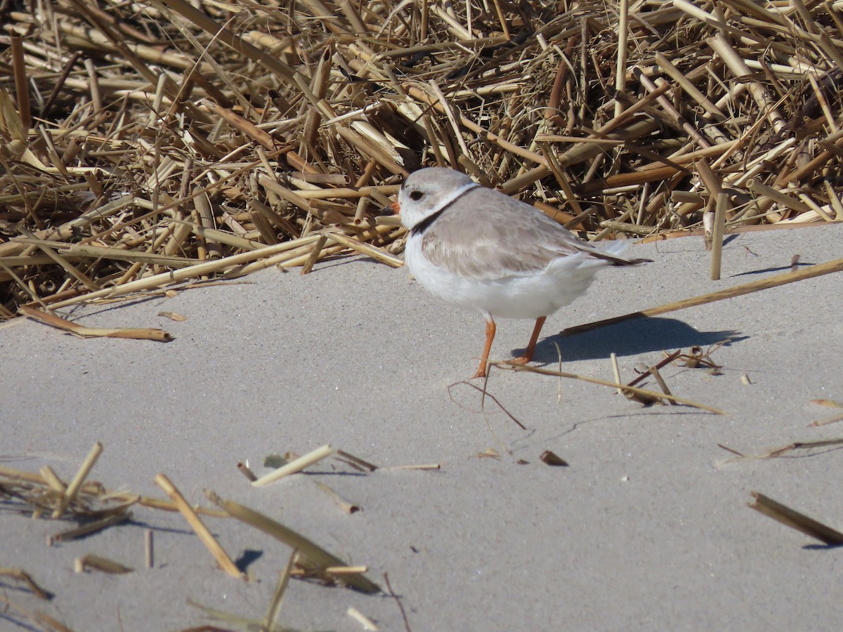 Piping Plover - ML316314171