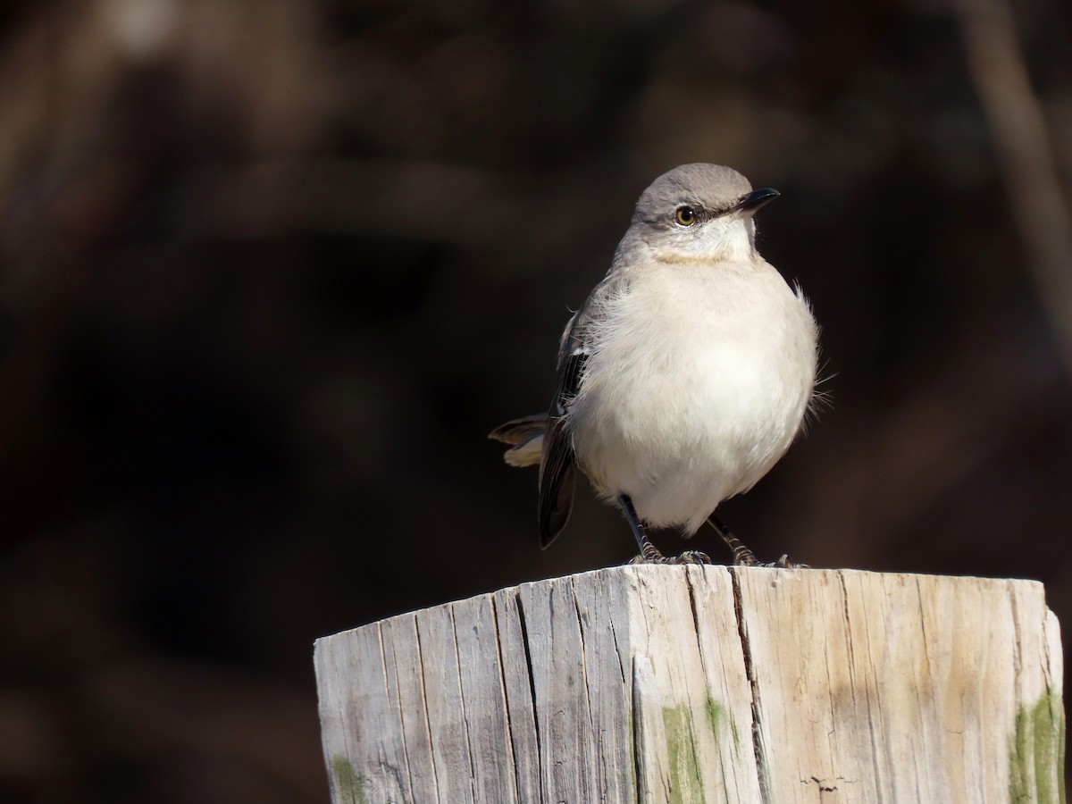 Northern Mockingbird - ML316314421