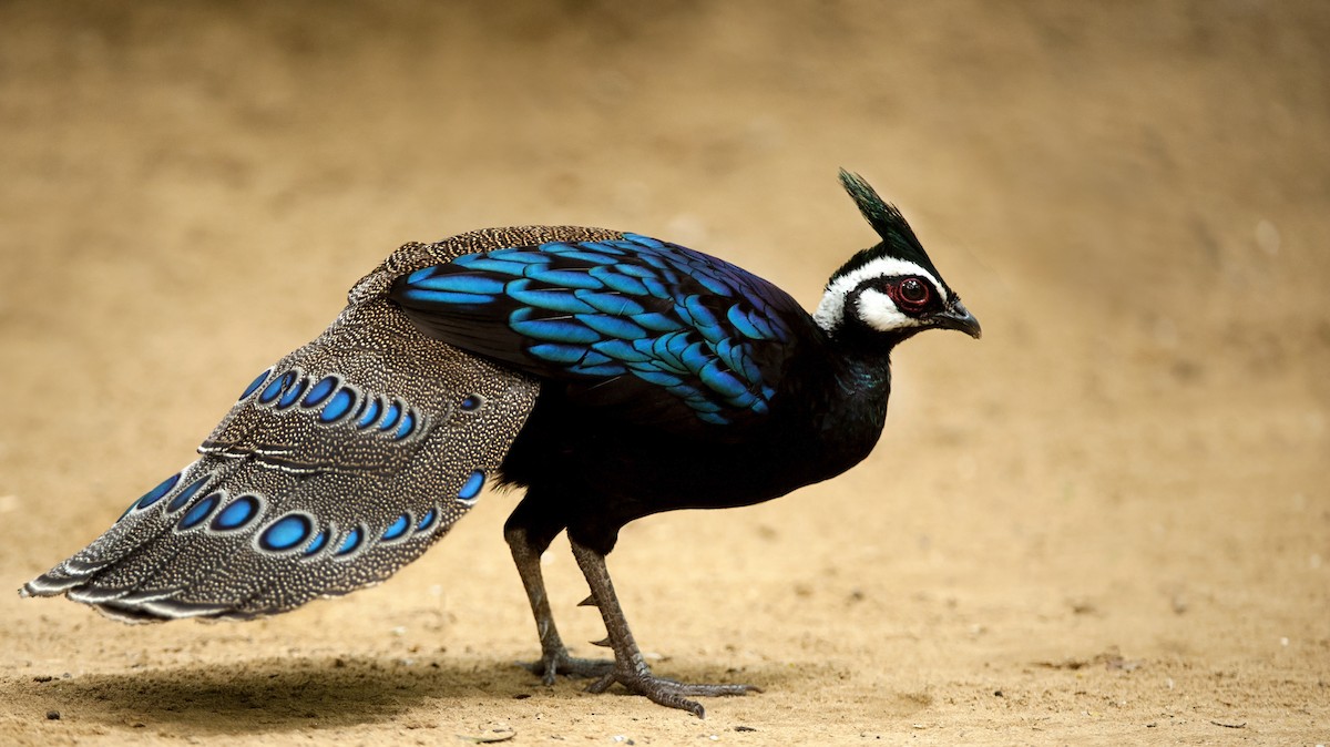 Palawan Peacock-Pheasant - Daniel López-Velasco | Ornis Birding Expeditions