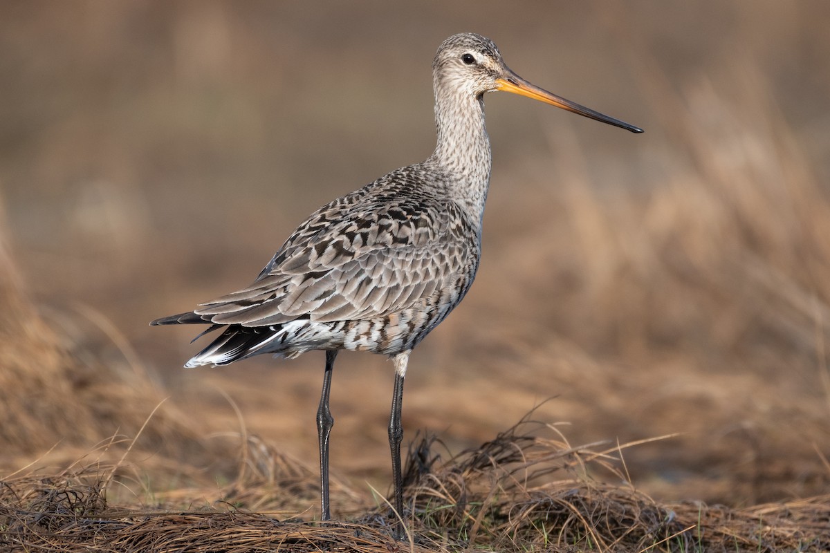 Hudsonian Godwit - ML316319051