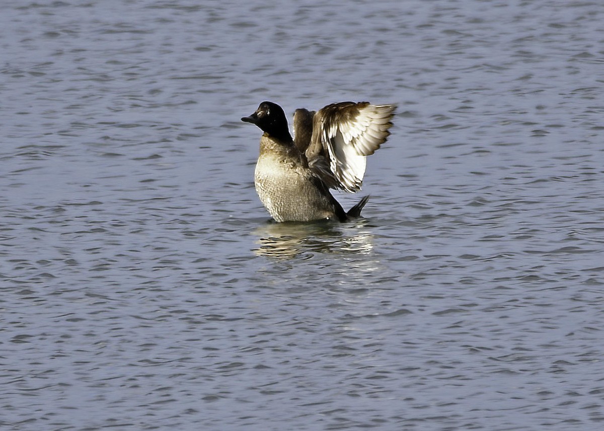 White-winged Scoter - Rodney Gast