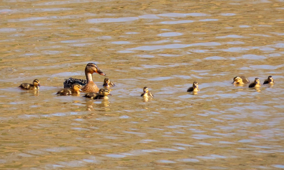 Mallard - ML316319681