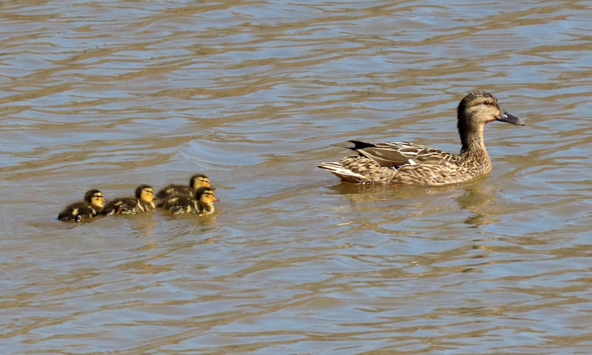 Mallard - ML316319801