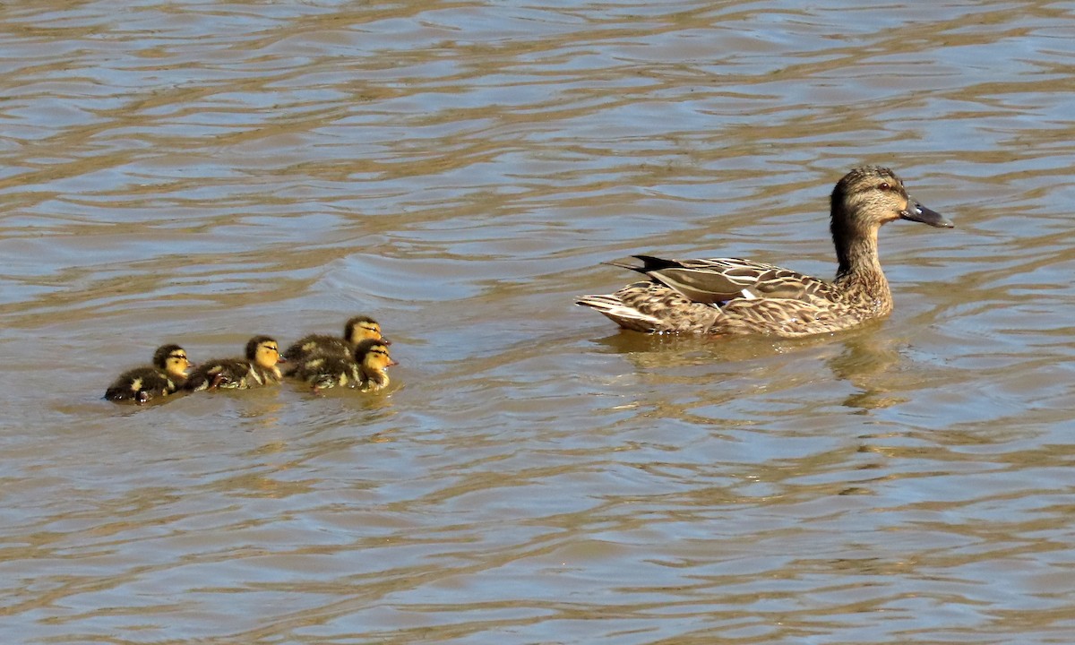 Mallard - ML316319801