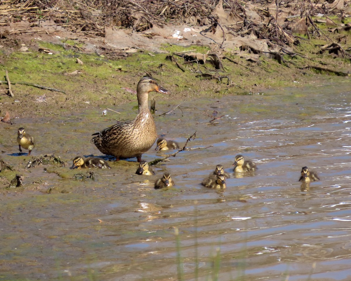 Stockente - ML316319931