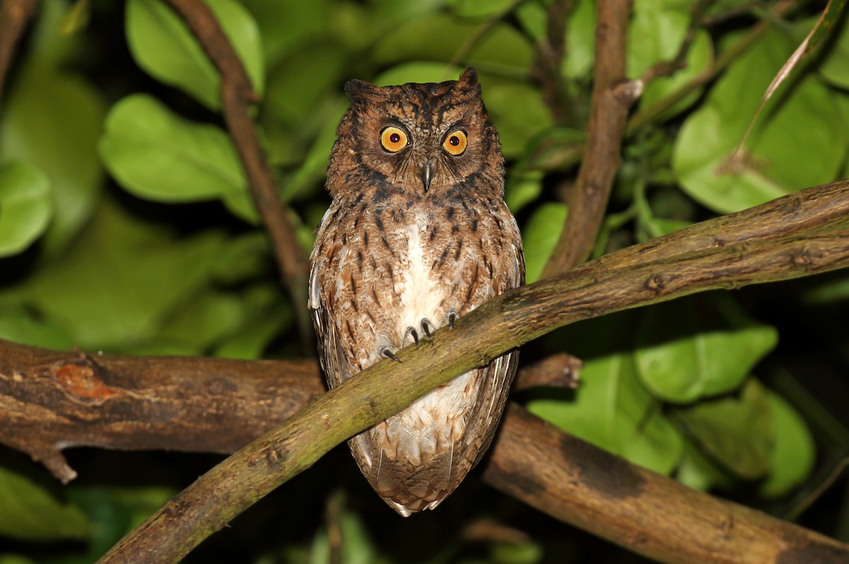 Mantanani Scops-Owl - Daniel López-Velasco | Ornis Birding Expeditions