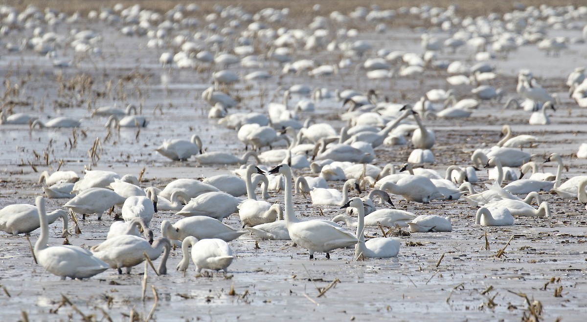 Tundra Swan - ML316323431