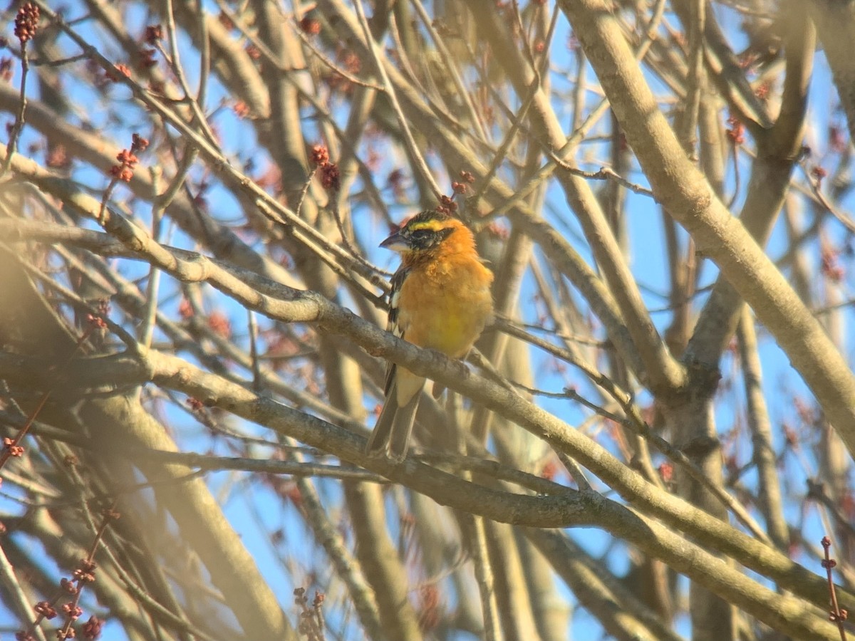 Black-headed Grosbeak - John Kuenzli