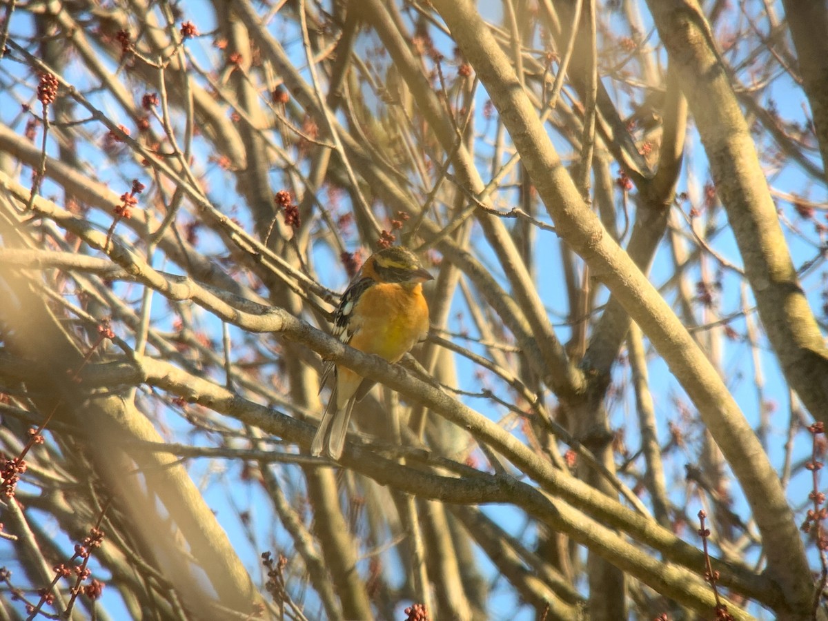 Black-headed Grosbeak - ML316324031