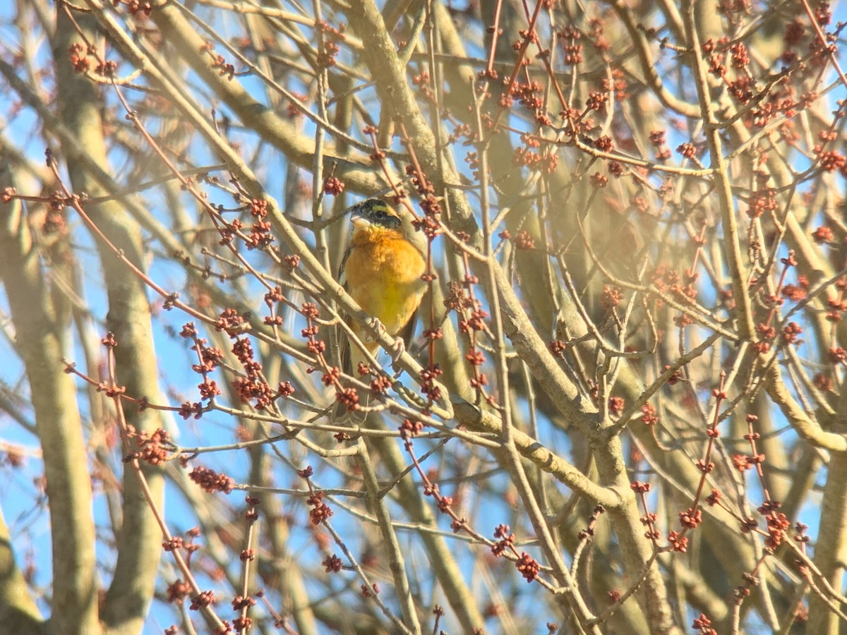 Black-headed Grosbeak - ML316324071