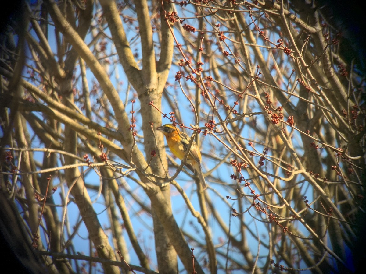 Black-headed Grosbeak - John Kuenzli